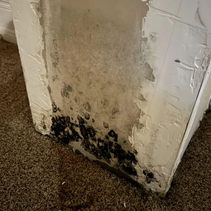 Professional Mold Removal in Russell, KS
